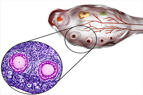 試管嬰兒促排期間注意事項(xiàng)有哪些呢？