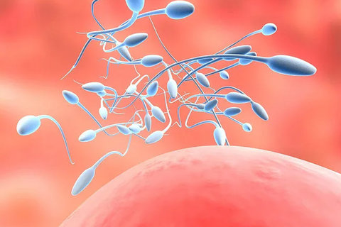 泰國做試管嬰兒哪家權(quán)威？泰國權(quán)威試管醫(yī)院推薦