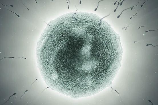 凍胚移植對(duì)于泰國(guó)試管成功率有影響嗎？