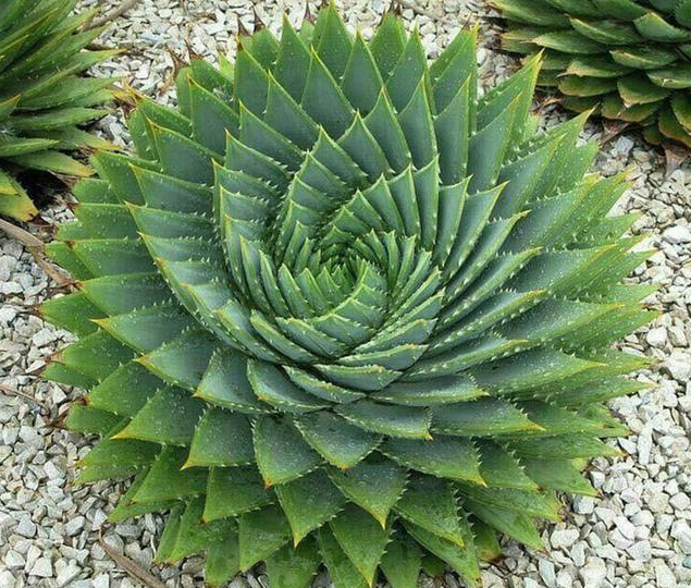 試管嬰兒移植后這幾種食物不能吃，影響胚胎著床率！