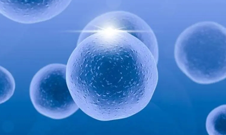 試管基礎(chǔ)卵泡多少個算正常？基礎(chǔ)卵泡正常數(shù)目