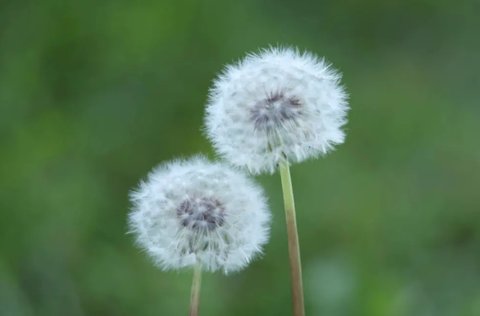 蒲公英哪些人不能吃？蒲公英的禁忌搭配