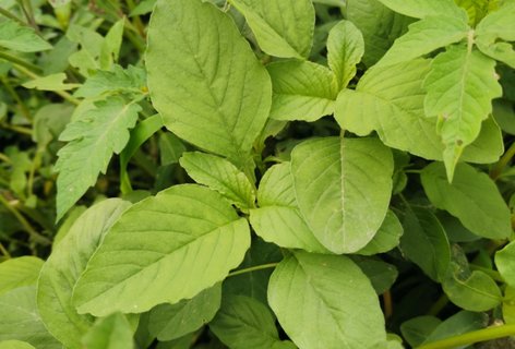 野莧菜哪些人不適合吃？野莧菜不能和什么一起吃？