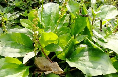 車前草哪些人不宜吃？車前草的功效與禁忌