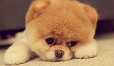 怎么判斷狗狗把你當(dāng)媽媽？狗狗把你當(dāng)作媽媽的四個標(biāo)志