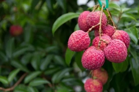 肝火旺不能吃什么水果和蔬菜？肝火旺最怕三種水果