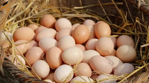 土雞蛋真的比普通雞蛋好嗎？土雞蛋和普通雞蛋的區(qū)別