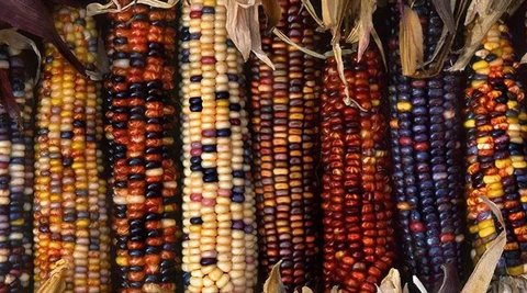 玉米升糖指數(shù)是多少？不同玉米升糖指數(shù)對比