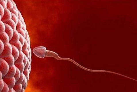 精子和卵子