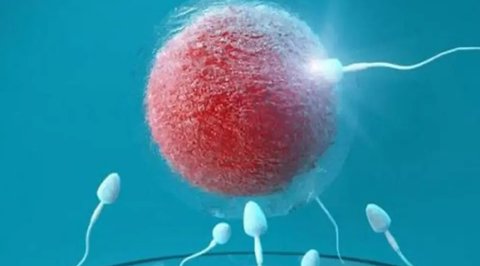 想要凍卵需要多少錢？凍卵需要花多少錢？