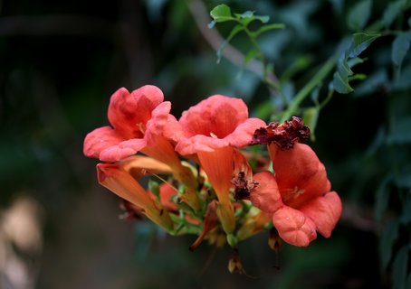 卵巢囊腫對懷孕有多大影響？卵巢囊腫對懷孕的影響