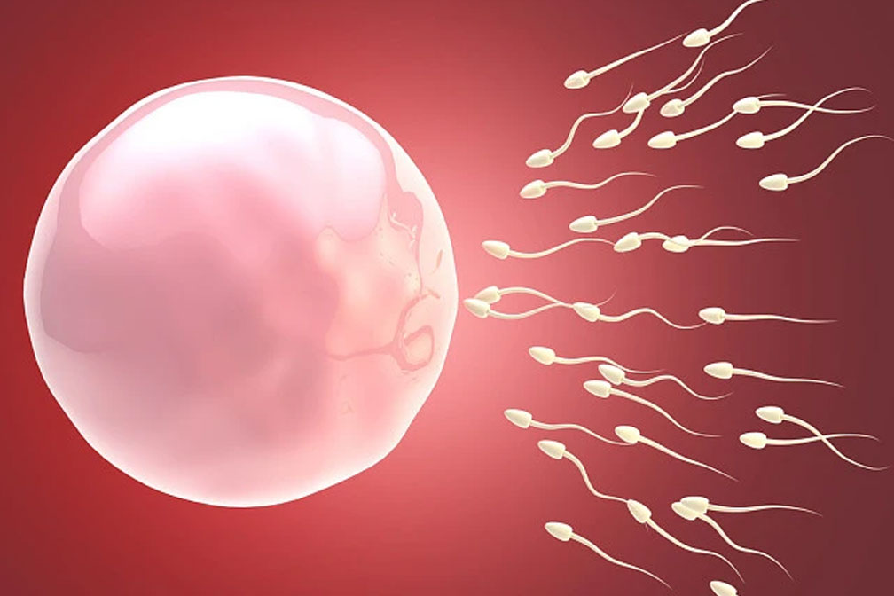 男子碎片率高做試管有意義嗎？三代試管解決精子碎片率高