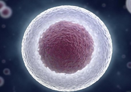 優(yōu)勢(shì)卵泡有什么好處？探索優(yōu)勢(shì)卵泡的好處