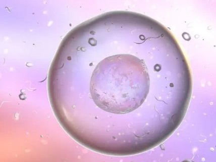 優(yōu)勢(shì)卵泡在右邊，是不是在右邊受孕？