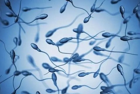 弱精成活率30可以懷孕嗎？弱精癥如何快速懷孕？