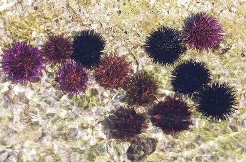 女人吃海膽有什么好處？營(yíng)養(yǎng)與健康的雙重收獲