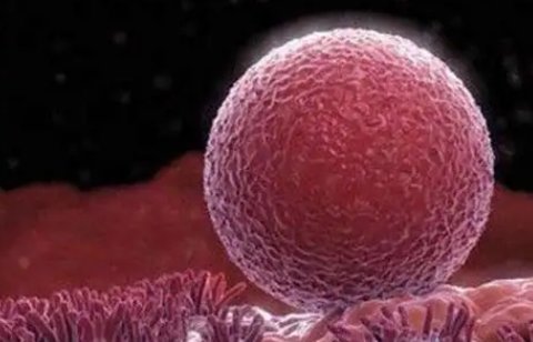 久備不孕和卵泡質(zhì)量差有關(guān)系嗎？揭秘卵泡質(zhì)量對懷孕的影響