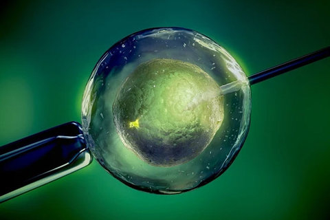 深圳試管嬰兒醫(yī)院全攻略：技術(shù)、成功率與選擇指南