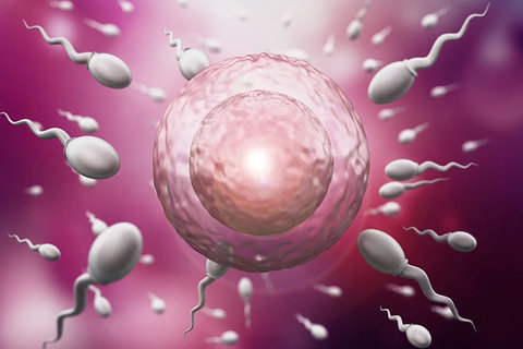 泰國試管嬰兒醫(yī)院哪家好？泰國試管嬰兒醫(yī)院全景解析