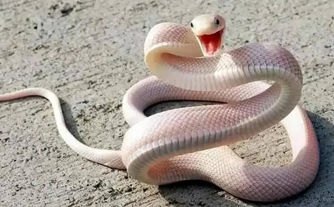 男人夢(mèng)見(jiàn)蛇有什么預(yù)兆嗎？男人夢(mèng)見(jiàn)蛇的七大預(yù)兆