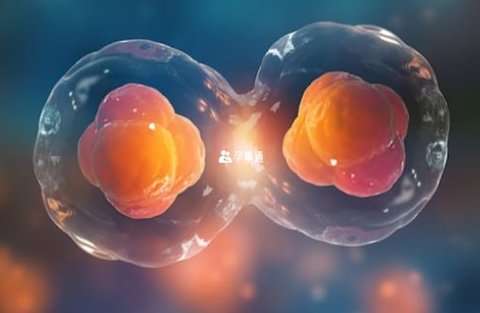 胚胎膠到底有沒有效果？胚胎膠效果解析