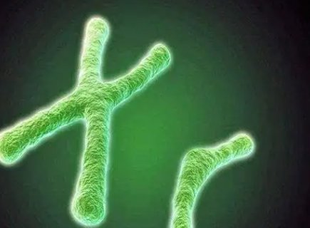 羅氏易位做三代試管的成功率有多高？羅氏易位三代試管的成功率