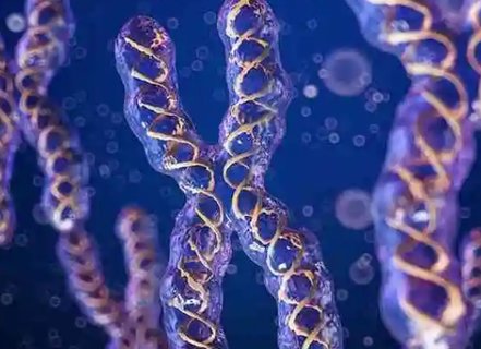 羅氏易位能生正常孩子嗎？羅氏易位正常胎兒概率